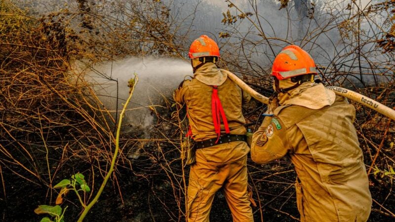 Imagens de animais mortos em incêndios florestais não são em Mato Grosso