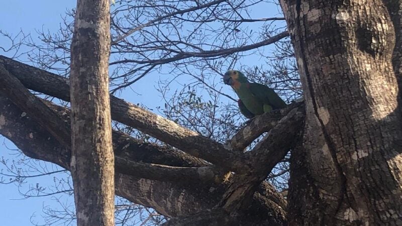 Aves vindas do Ceará são soltas na região de Tangará da Serra