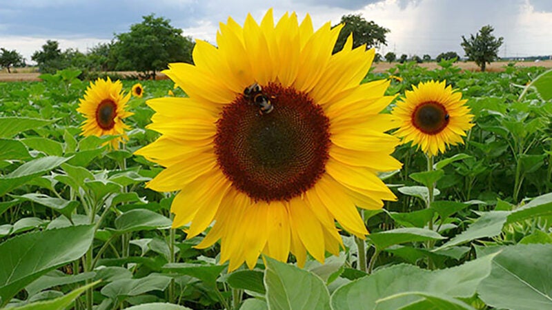 Mato Grosso reduz área e deve ter queda de 65% na produção de girassol