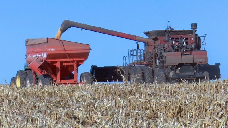 Conab estima redução de 11% na produtividade do milho em Mato Grosso