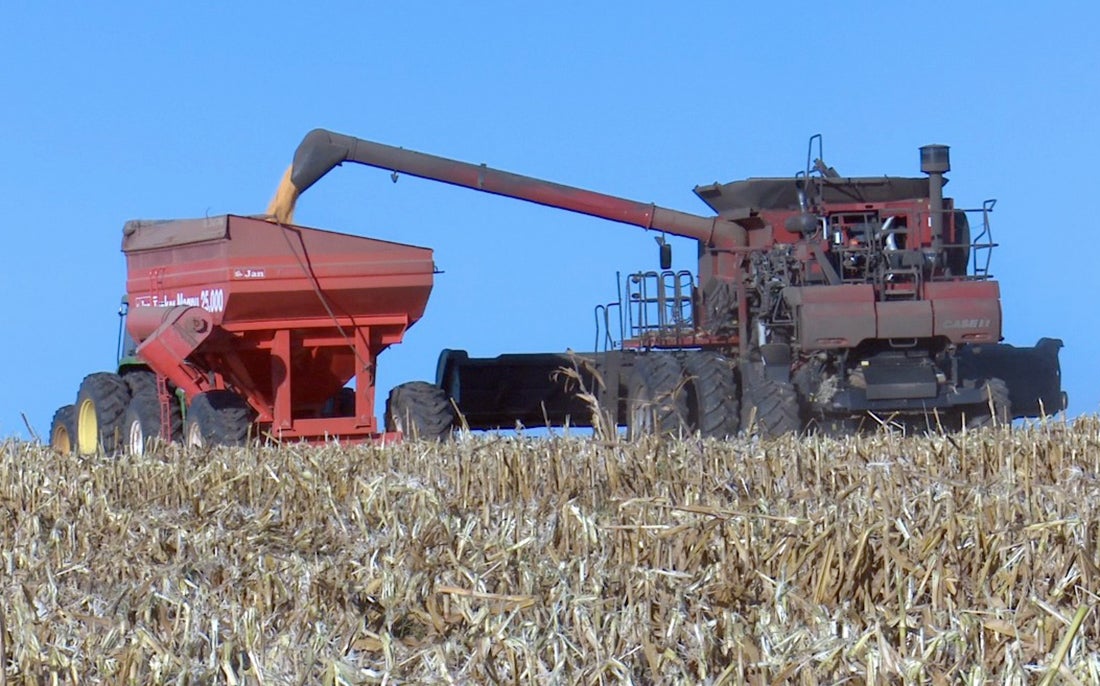 Conab estima redução de 11% na produtividade do milho em Mato Grosso