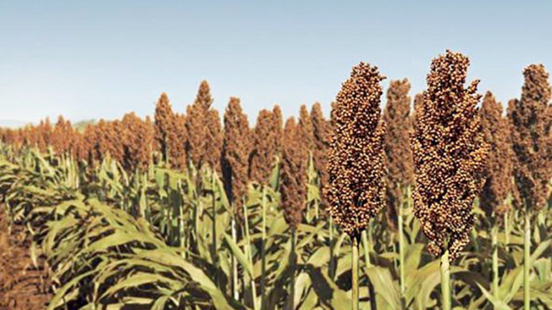 Como substituto do milho, sorgo volta a ganhar espaço em Mato Grosso