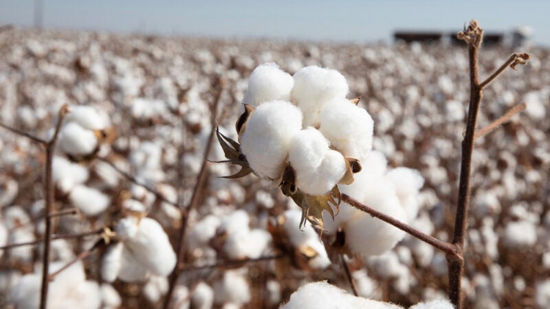Queda de produtividade e menor área plantada derrubam produção de algodão de Mato Grosso
