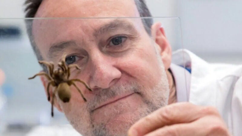 Veneno de aranha prevenir ataques cardíacos e salvar vidas, diz pesquisa