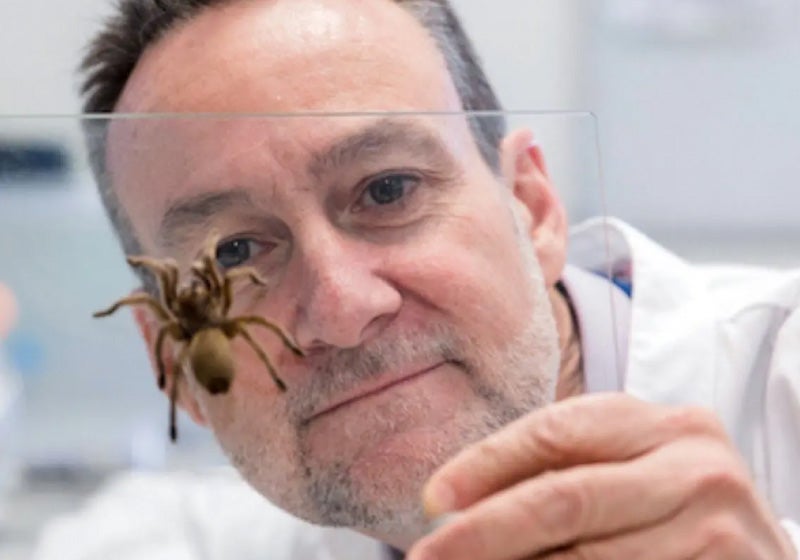 Veneno de aranha prevenir ataques cardíacos e salvar vidas, diz pesquisa