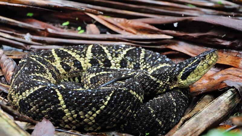 Veneno de cobra brasileira contém molécula que bloqueia coronavírus