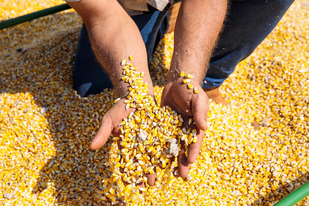 “Governo acerta ao alinhar base de cálculo do ICMS com preços de mercado”, afirma presidente do Fórum Agro MT