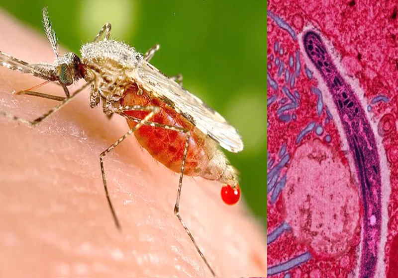 Medicamento anticâncer tem eficácia total contra malária: 100%