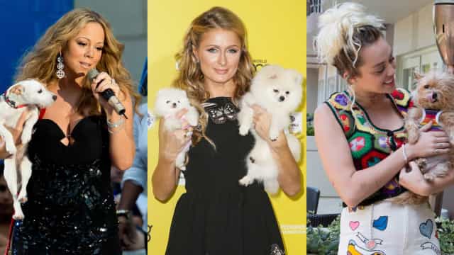Celebridades que tem um número inacreditável de pets