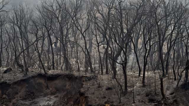 Bombeiros ainda combatem incêndio no Parque do Juquery, na Grande SP