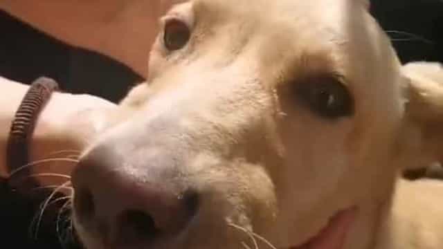 Cão foi "largado na estrada" com "a boca colada". Animal morreu