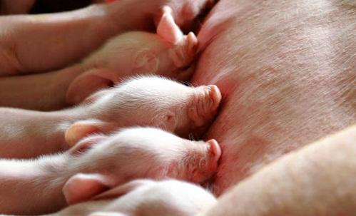 Suinocultores terão incentivo do FCO para retenção de matrizes suínas em Mato Grosso