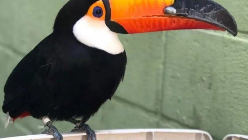 Tucano ganha bico em 3D após sofrer ataque de onça