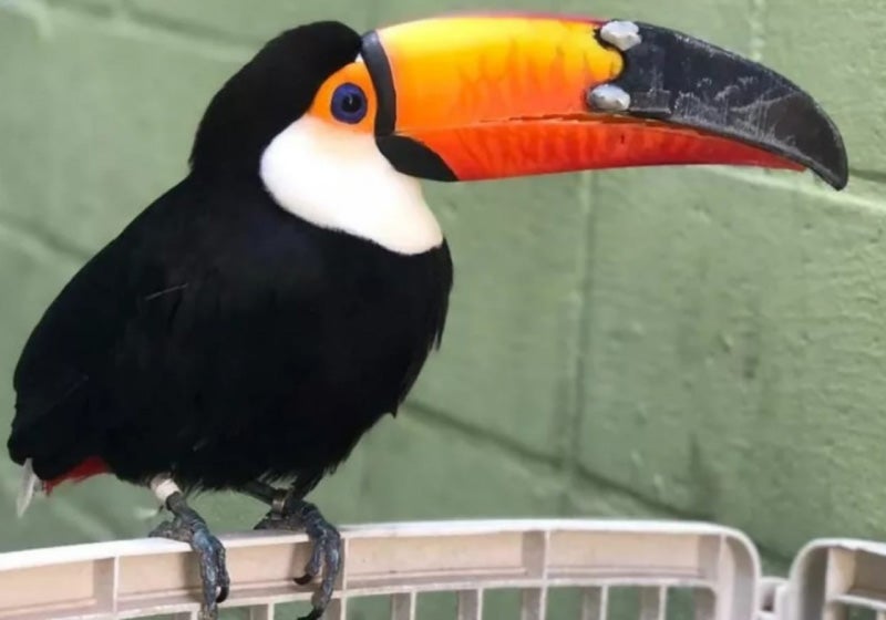 Tucano ganha bico em 3D após sofrer ataque de onça