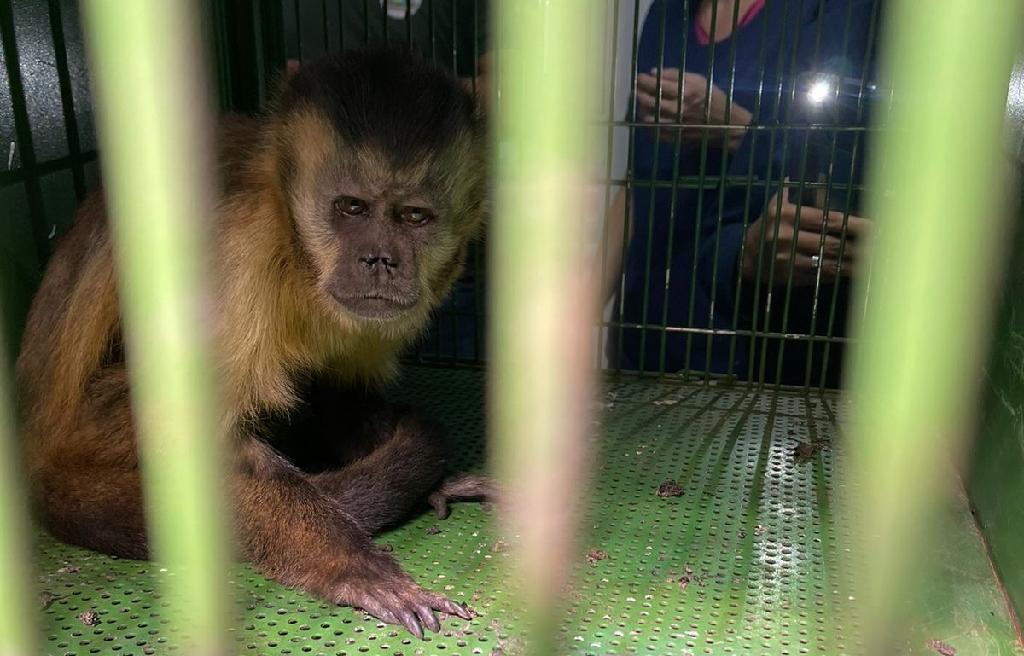 Sema recebe dois animais retirados do Pantanal por ONG e encaminha para tratamento