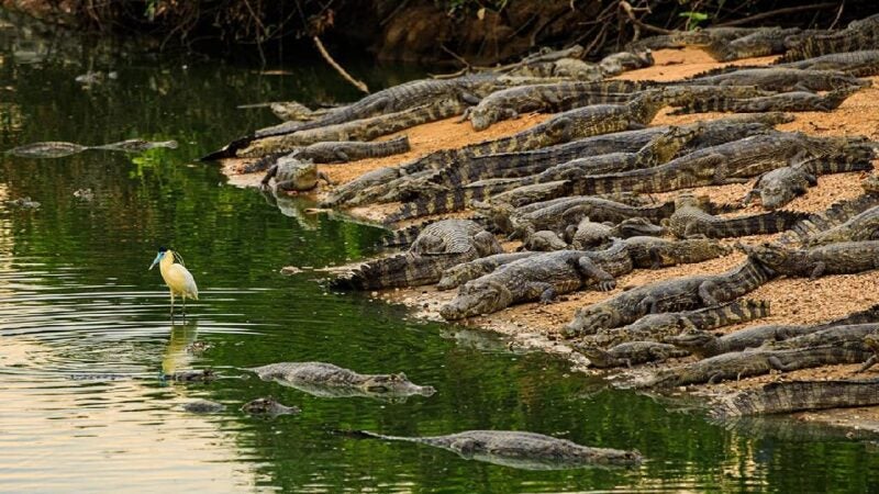 Confira o que o Governo de Mato Grosso fez e está fazendo para preservar os animais do Pantanal