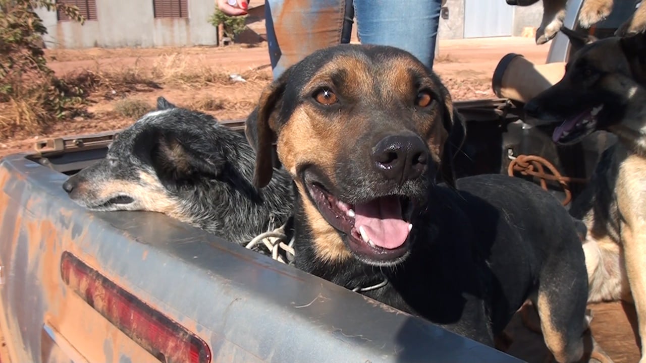 Setor de Vigilância em Saúde de Guarantã do Norte, continua com a Vacinação antirrábica para cães e gatos