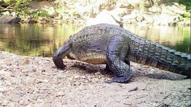 Animais selvagens matam 12 pessoas em seis meses no centro de Moçambique
