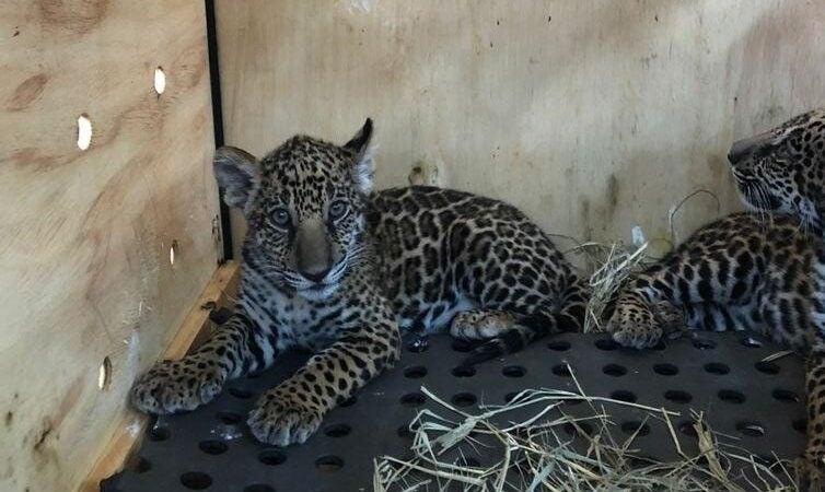 Filhotes de onça-pintada e lobo-guará embarcam para Zoológico de Brasília