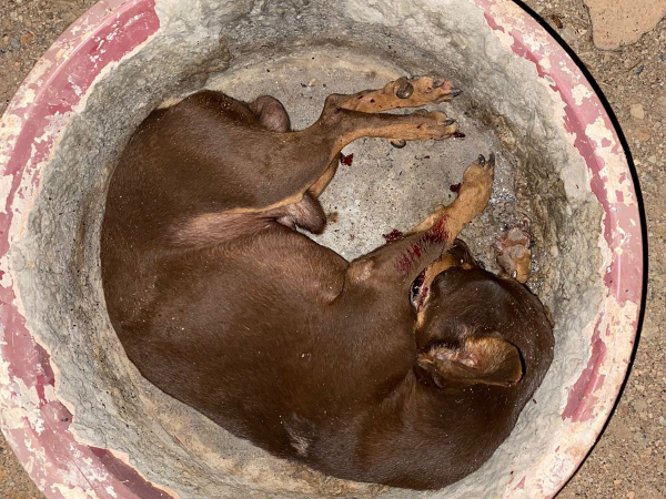 EM GUARANTÃ DO NORTE JOVEM É PRESO APÓS AGRIDIR A PRÓPRIA MÃE E EXALTADO MATA UM CACHORRO