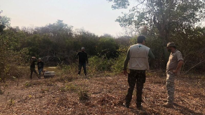 Sema realiza soltura de quati no Pantanal após recuperação de pata queimada; veja vídeo