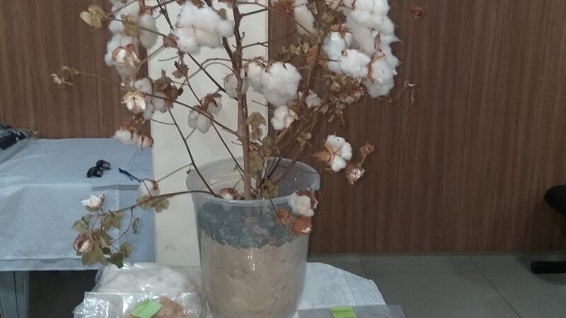 Produção de algodão agroecológico em Mato Grosso é destaque e atrai investidores