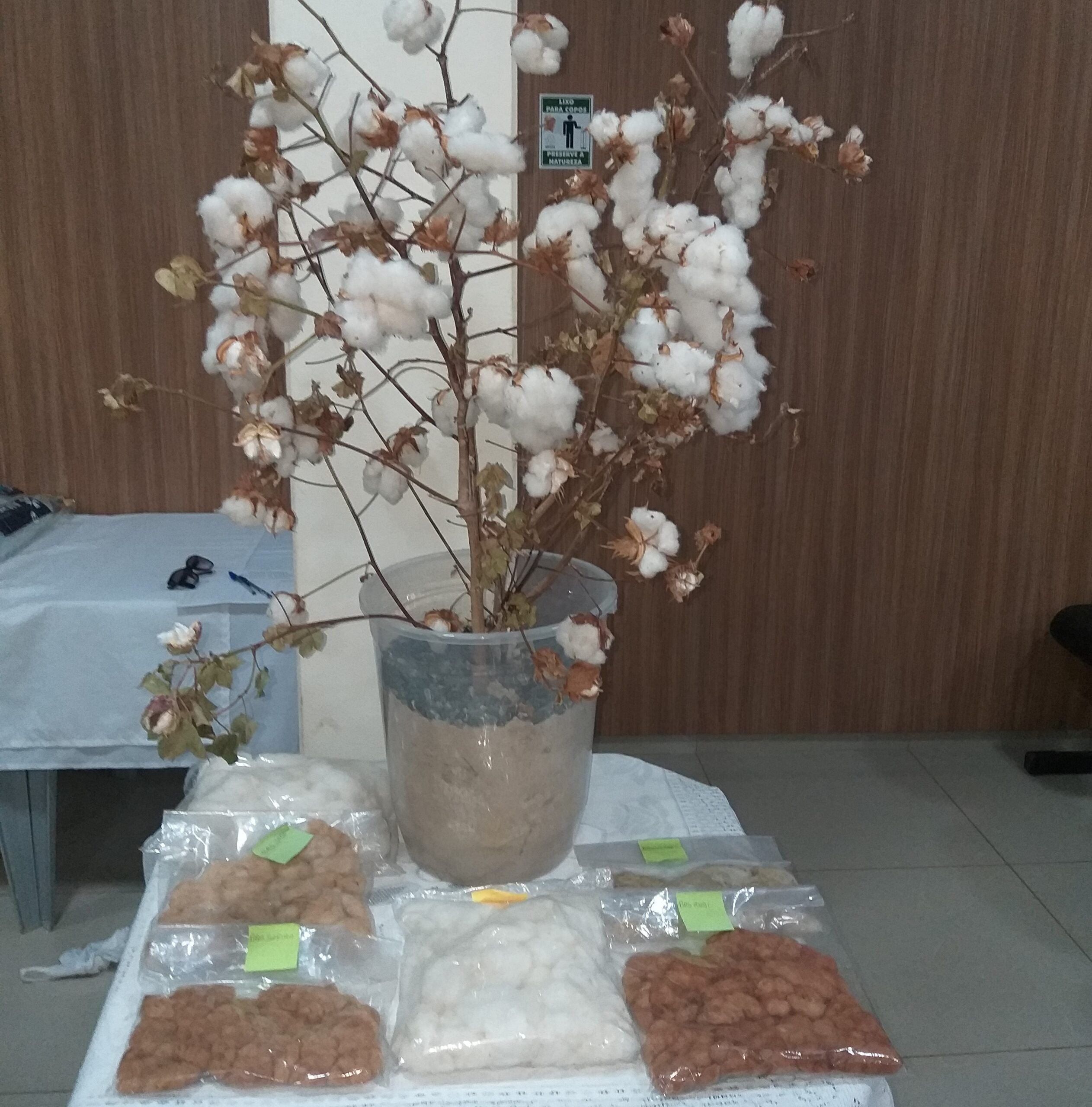 Produção de algodão agroecológico em Mato Grosso é destaque e atrai investidores