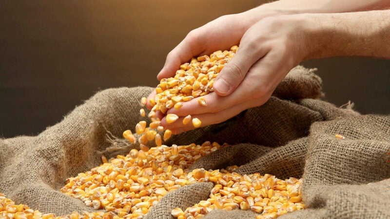 Produtores de Mato Grosso intensificam venda de milho e preço melhora 4,35%