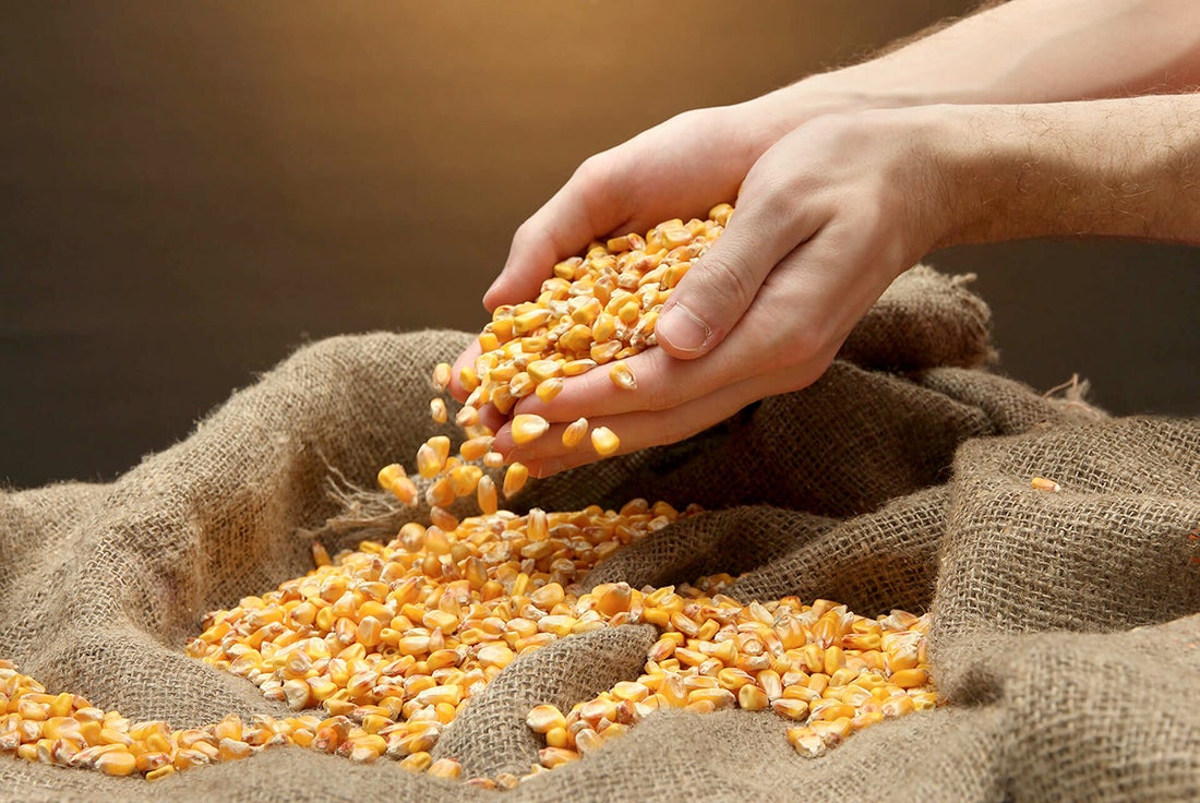 Produtores de Mato Grosso intensificam venda de milho e preço melhora 4,35%