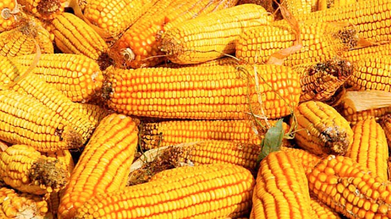 Preço do milho disponível em Mato Grosso tem queda de 6%