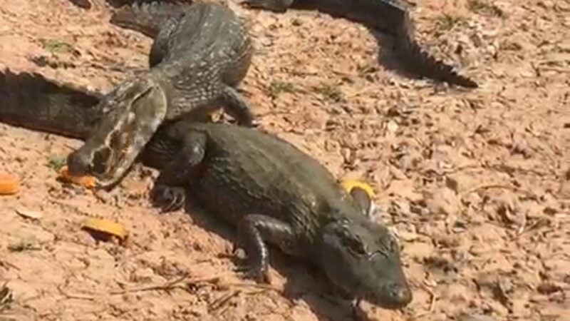 Claudinei alerta o descaso com a fauna nas queimadas do Pantanal pelo Governo de MT