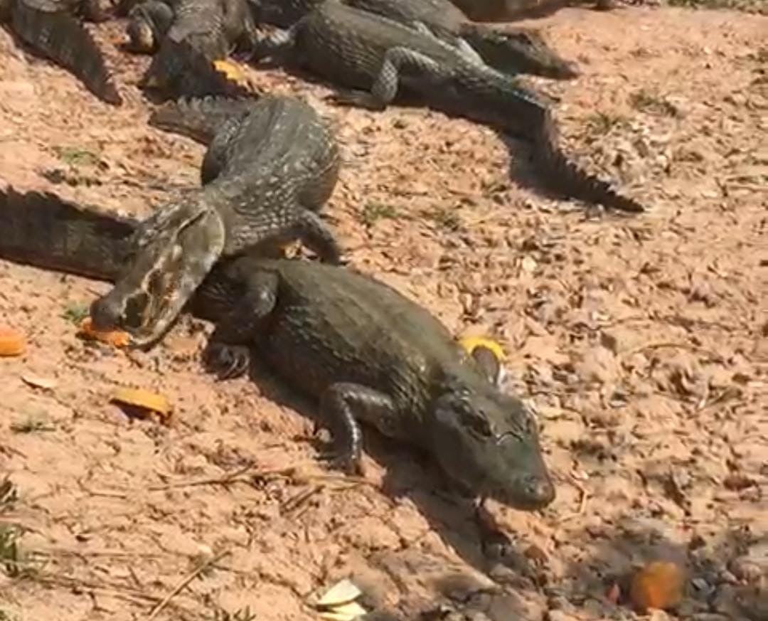 Claudinei alerta o descaso com a fauna nas queimadas do Pantanal pelo Governo de MT