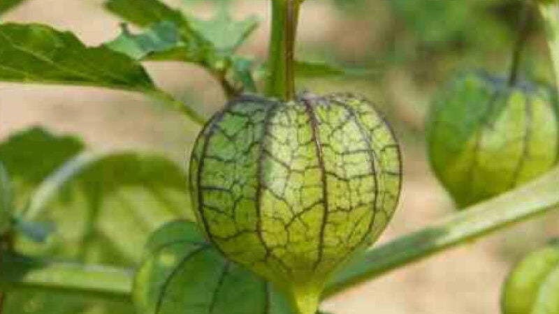 Descoberta planta que ajuda na recuperação de Alzheimer e Parkinson