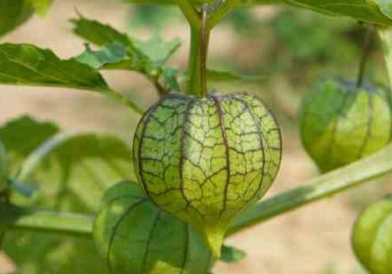 Descoberta planta que ajuda na recuperação de Alzheimer e Parkinson