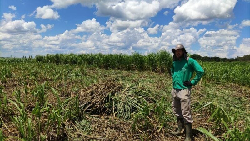 Com baixo custo e rentável durante estiagem, capiaçu vira alternativa para produtores em MT