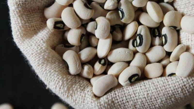 Vacina contra Covid à base de feijão de corda tem sucesso em testes