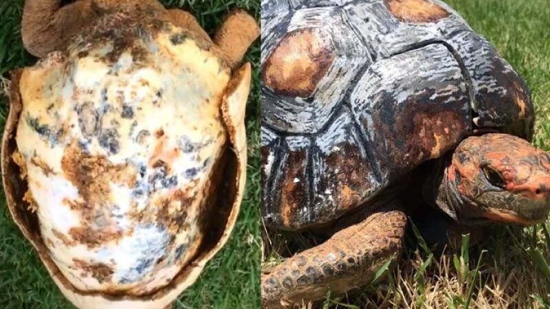 Designer brasileiro cria a 1ª prótese de casco de jabuti do mundo