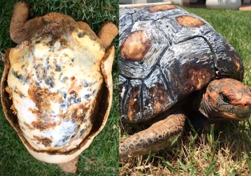 Designer brasileiro cria a 1ª prótese de casco de jabuti do mundo