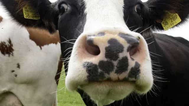 Scot: autoridades brasileiras identificaram caso de ‘vaca louca’ atípica em MG