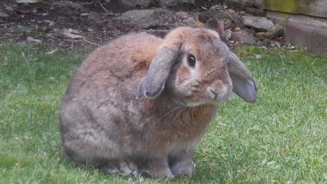 Juiz concede liminar para passageira levar coelho em viagem de avião