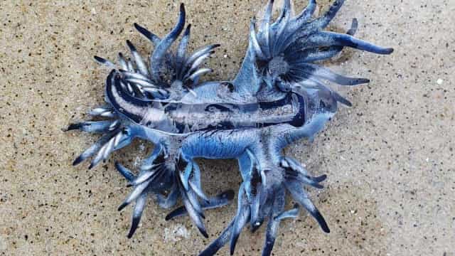 ‘Dragão azul’, molusco raramente avistado, é encontrado no litoral de SP