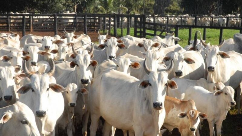 REBANHO DE MATO GROSSO SE APROXIMA DE 32 MILHÕES DE CABEÇAS EM 2021