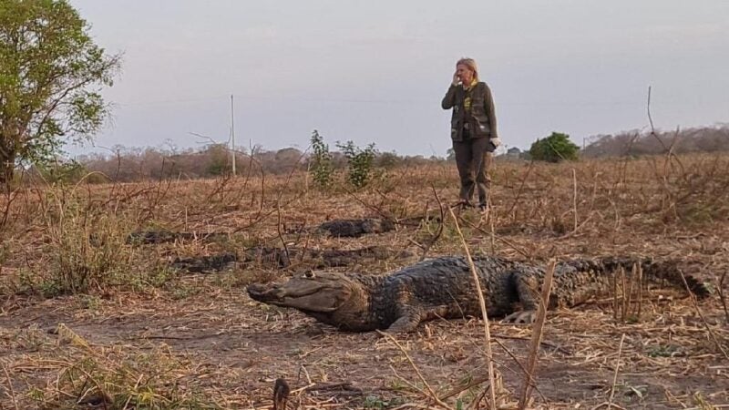 Sema monitora migração natural de jacarés no Pantanal; veja vídeo