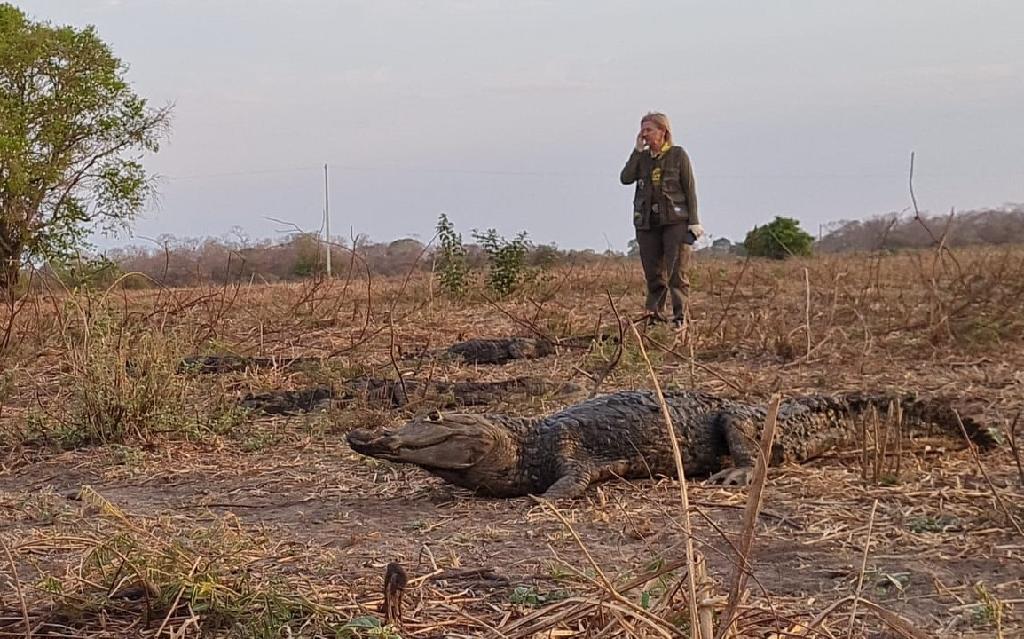Sema monitora migração natural de jacarés no Pantanal; veja vídeo