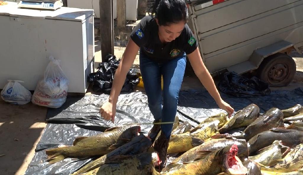 Politec intensifica perícias em pescado durante a piracema