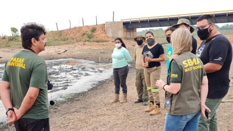 Sema colabora com pesquisa sobre condições dos jacarés no Pantanal