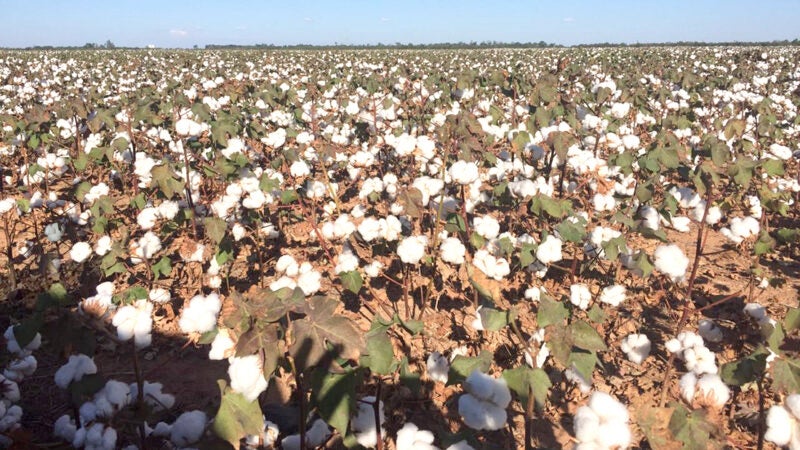 Cai 26% estimativa de produção de algodão em Mato Grosso