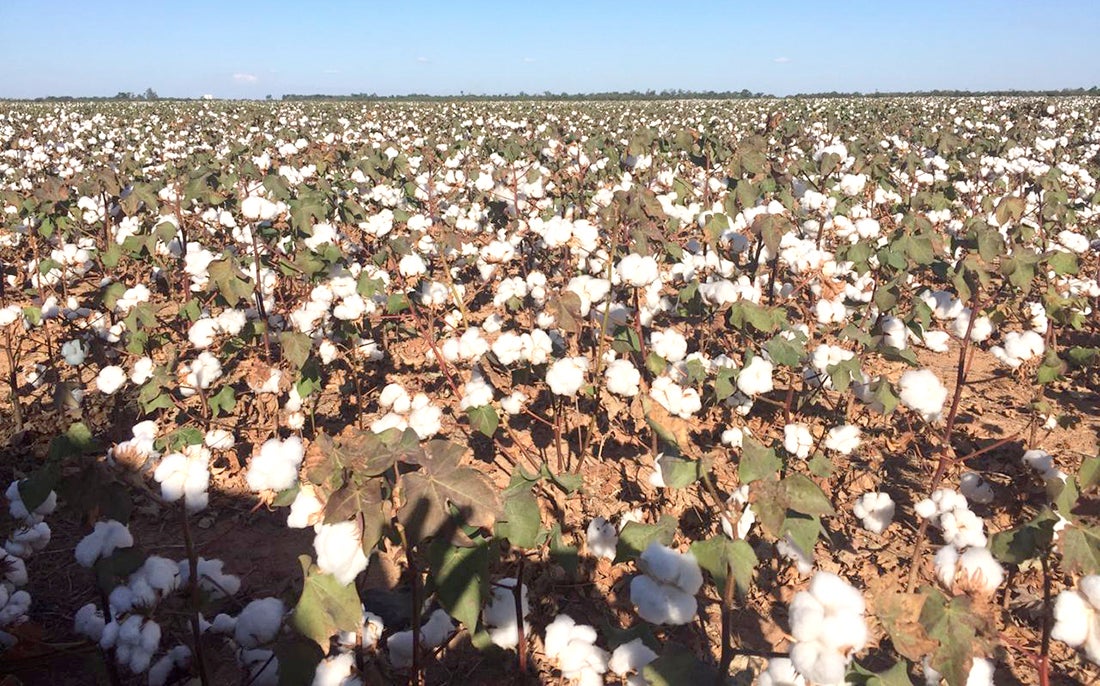 Cai 26% estimativa de produção de algodão em Mato Grosso