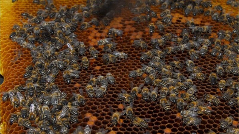 Secretaria começa georreferenciamento da cadeia produtiva do mel em Sorriso