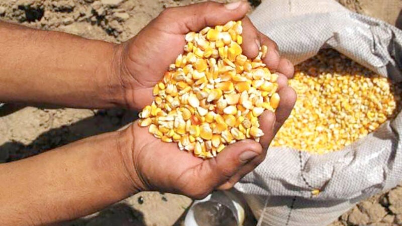 Preço do milho disponível em Mato Grosso sobe e média vai R$ 72